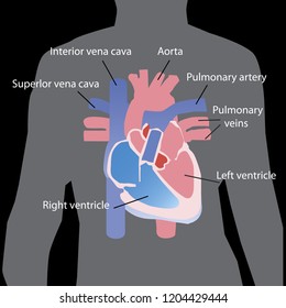Flat heart  in human body grey sihluette isolated on black background. vector illustration. education info graphic