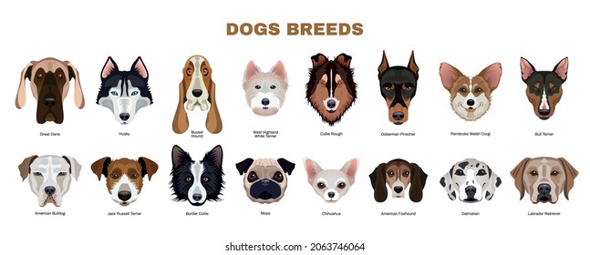 Flat horizontal dogs breeds set with isolated portraits of great dane bulldog corgi bull terrier foxhound dalmatian vector illustration