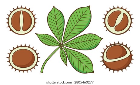 Flat of horse chestnut leaves and spiky conker seed pods