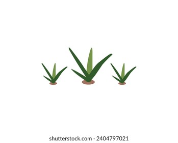 Flat houseplant collection,Flat design flower silhouettes illustration,Seedling  icons set,Close up picture of the sapling of the plant is growing,Rubber plant ficus elastica flower png isolated on tr