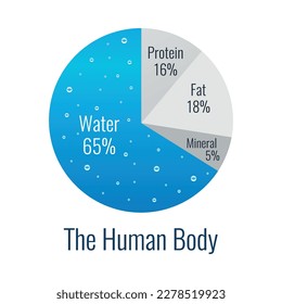 Flat human body composition diagram infographic element vector illustration