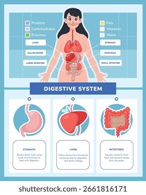 Infográfico plano do sistema digestivo do corpo humano