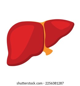Flat Human liver. Healthy internal organ, anatomy. Vector cartoon flat icon illustration isolated on white background