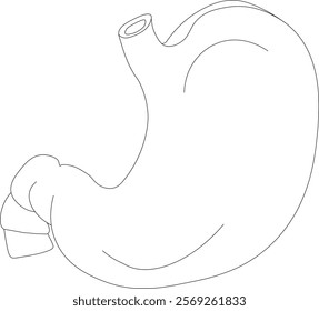 Flat human stomach. Drawing black and white of human body with stomach. Internal organ, anatomy. Flat icon, illustration, isolated on white background.