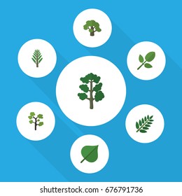 Flat Icon Bio Set Of Acacia Leaf, Jungle, Foliage And Other Vector Objects. Also Includes Leaves, Oak, Timber Elements.