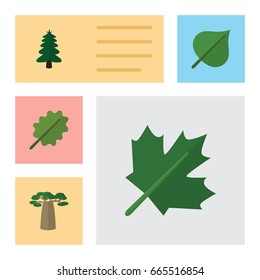 Flat Icon Bio Set Of Alder, Park, Hickory And Other Vector Objects. Also Includes Tree, Spruce, Oaken Elements.