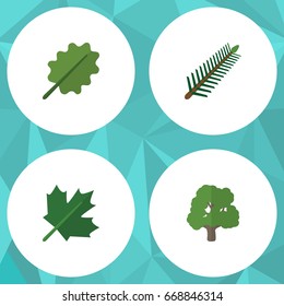 Flat Icon Bio Set Of Alder, Oaken, Spruce Leaves And Other Vector Objects. Also Includes Oak, Alder, Wood Elements.