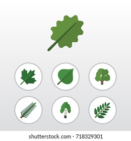 Flat Icon Bio Set Of Decoration Tree, Spruce Leaves, Acacia Leaf And Other Vector Objects. Also Includes Oaken, Alder, Spruce Elements.