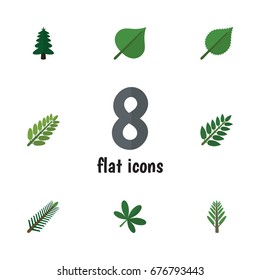 Flat Icon Bio Set Of Hickory, Acacia Leaf, Maple And Other Vector Objects. Also Includes Spruce, Leaves, Willow Elements.