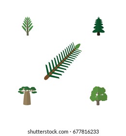 Flat Icon Bio Set Of Jungle, Park, Decoration Tree And Other Vector Objects. Also Includes Willow, Leaves, Wood Elements.