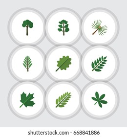 Flat Icon Bio Set Of Rosemary, Leaves, Maple And Other Vector Objects. Also Includes Tree, Jungle, Willow Elements.