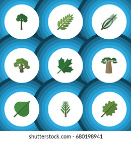 Flat Icon Bio Set Of Spruce Leaves, Oaken, Hickory And Other Vector Objects. Also Includes Acacia, Leaves, Park Elements.