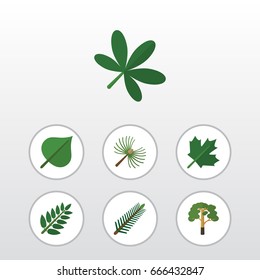Flat Icon Bio Set Of Wood, Spruce Leaves, Rosemary And Other Vector Objects. Also Includes Foliage, Spruce, Acacia Elements.
