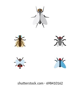 Flat Icon Buzz Set Of Hum, Gnat, Mosquito And Other Vector Objects. Also Includes Hum, Insect, Housefly Elements.