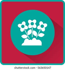 Flat icon. Daisies.