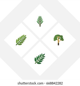 Flat Icon Ecology Set Of Acacia Leaf, Jungle, Leaves And Other Vector Objects.  