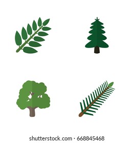 Flat Icon Ecology Set Of Acacia Leaf, Decoration Tree, Spruce Leaves And Other Vector Objects. Also Includes Leaves, Park, Tree Elements.