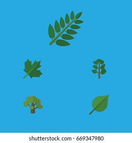 Flat Icon Ecology Set Of Acacia Leaf, Forest, Linden And Other Vector Objects. Also Includes Alder, Wood, Oaken Elements.
