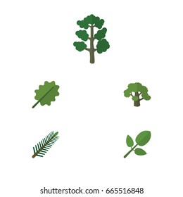 Flat Icon Ecology Set Of Alder, Forest, Foliage And Other Vector Objects. Also Includes Spruce, Forest, Oak Elements.