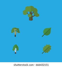 Flat Icon Ecology Set Of Alder, Linden, Tree And Other Vector Objects. Also Includes Oak, Alder, Leaf Elements.