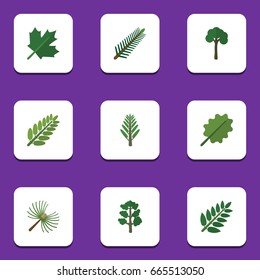 Flat Icon Ecology Set Of Evergreen, Forest, Spruce Leaves And Other Vector Objects. Also Includes Alder, Timber, Oak Elements.
