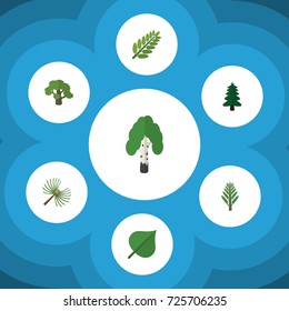 Flat Icon Ecology Set Of Hickory, Tree, Rosemary And Other Vector Objects. Also Includes Hickory, Leaf, Acacia Elements.