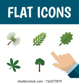 Flat Icon Ecology Set Of Leaves, Rosemary, Alder And Other Vector Objects. Also Includes Tree, Evergreen, Spruce Elements.