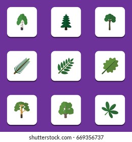 Flat Icon Ecology Set Of Spruce Leaves, Wood, Maple And Other Vector Objects.  