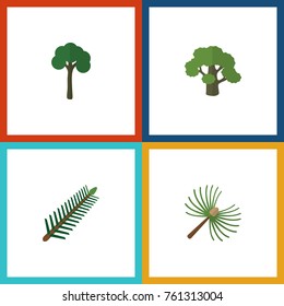 Flat Icon Ecology Set Of Spruce Leaves, Tree, Evergreen And Other Vector Objects. Also Includes Rosemary, Spruce, Tree Elements.