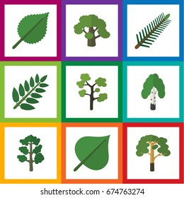 Flat Icon Ecology Set Of Tree, Spruce Leaves, Linden And Other Vector Objects. Also Includes Evergreen, Forest, Spruce Elements.