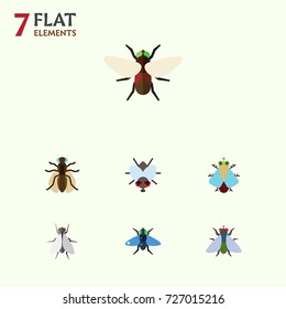 Flat Icon Fly Set Of Buzz, Tiny, Hum And Other Vector Objects. Also Includes Gnat, Tiny, Dung Elements.