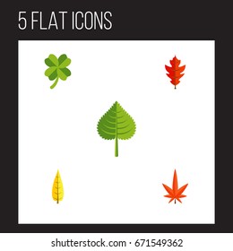Flat Icon Foliage Set Of Frond, Hickory, Aspen And Other Vector Objects. Also Includes Maple, Foliage, Hickory Elements.