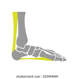 Flat Icon of Foot Bones on White Background. Vector Illustration