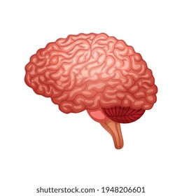 Icono plano de la visión del lado del cerebro humano en la ilustración del vector de fondo blanco
