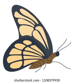 
A flat icon image of a Siproeta Butterfly
