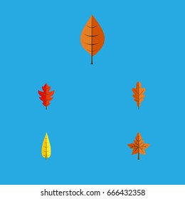 Flat Icon Leaf Set Of Alder, Linden, Maple And Other Vector Objects. Also Includes Aspen, Maple, Leaf Elements.