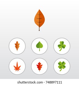 Flat Icon Leaves Set Of Aspen, Frond, Hickory And Other Vector Objects. 