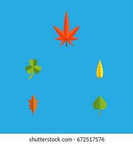 Flat Icon Maple Set Of Aspen, Hickory, Maple And Other Vector Objects. Also Includes Hickory, Leaf, Alder Elements.