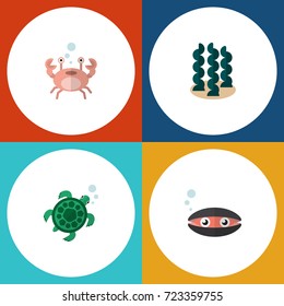 Flat Icon Marine Set Of Tortoise, Alga, Cancer And Other Vector Objects. Also Includes Seaweed, Turtle, Scallop Elements.