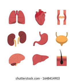 Icono plano para el diseño médico. Conjunto de órganos humanos, ilustración de colección vectorial