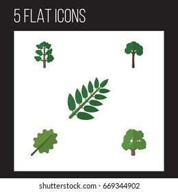 Flat Icon Natural Set Of Alder, Acacia Leaf, Forest And Other Vector Objects. Also Includes Leaf, Tree, Park Elements.