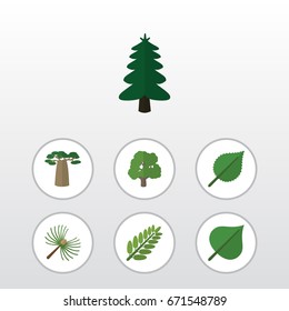 Flat Icon Natural Set Of Baobab, Leaves, Rosemary And Other Vector Objects. Also Includes Spruce, Hickory, Park Elements.