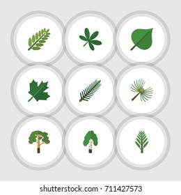 Flat Icon Natural Set Of Hickory, Timber, Spruce Leaves And Other Vector Objects. Also Includes Wood, Maple, Acacia Elements.