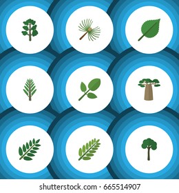 Flat Icon Natural Set Of Leaves, Acacia Leaf, Rosemary And Other Vector Objects. Also Includes Wood, Acacia, Alder Elements.