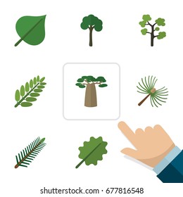 Flat Icon Natural Set Of Leaves, Spruce Leaves, Evergreen And Other Vector Objects. Also Includes Evergreen, Oak, Baobab Elements.