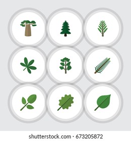 Flat Icon Natural Set Of Linden, Alder, Baobab And Other Vector Objects. Also Includes Alder, Foliage, Oak Elements.