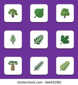 Flat Icon Natural Set Of Oaken, Decoration Tree, Hickory And Other Vector Objects. Also Includes Oaken, Spruce, Baobab Elements.