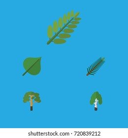 Flat Icon Natural Set Of Spruce Leaves, Leaves, Timber And Other Vector Objects. Also Includes Leaves, Rosemary, Spruce Elements.