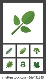 Flat Icon Natural Set Of Tree, Alder, Foliage And Other Vector Objects. Also Includes Forest, Foliage, Spruce Elements.