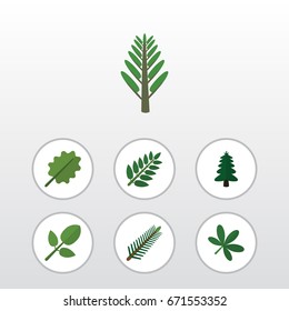 Flat Icon Nature Set Of Acacia Leaf, Maple, Spruce Leaves And Other Vector Objects. Also Includes Park, Oak, Willow Elements.